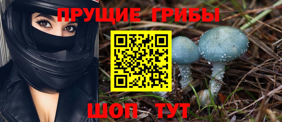 Псилоцибиновые грибы прущие грибы  где купить   Псилоцибиновые грибы Psilocybine cubensis  Сунжа  Вход с VPN 
